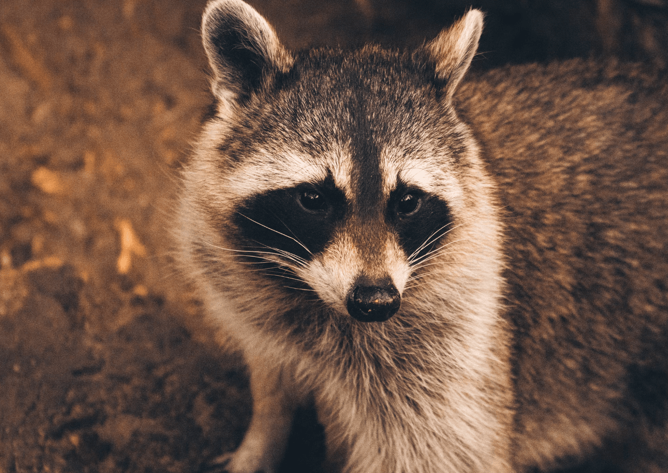 Wildlife Meets the Badge: Preparing Officers for Urban Raccoon Challenges