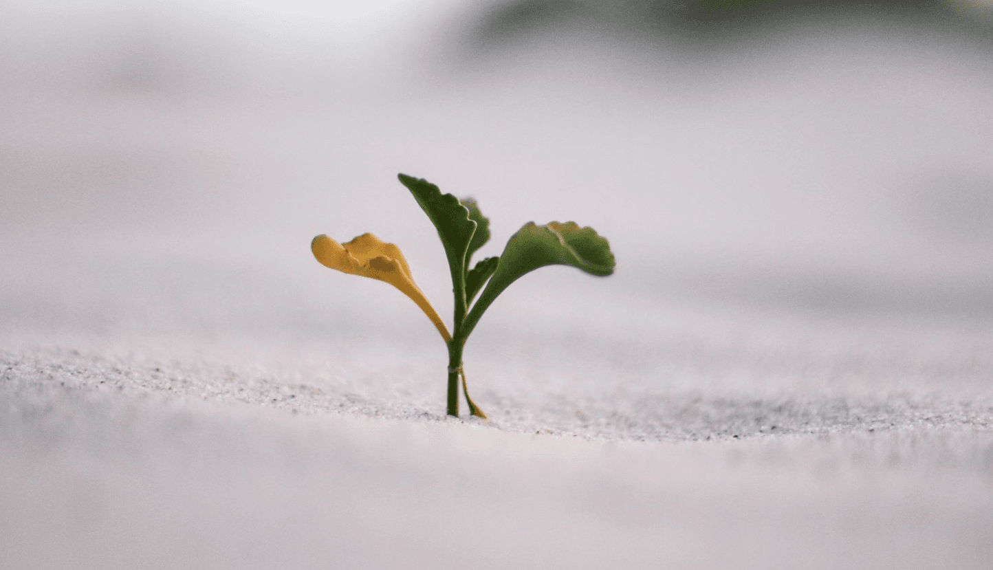 Beyond Grades: How Growth Mindset Shapes Lifelong Learners