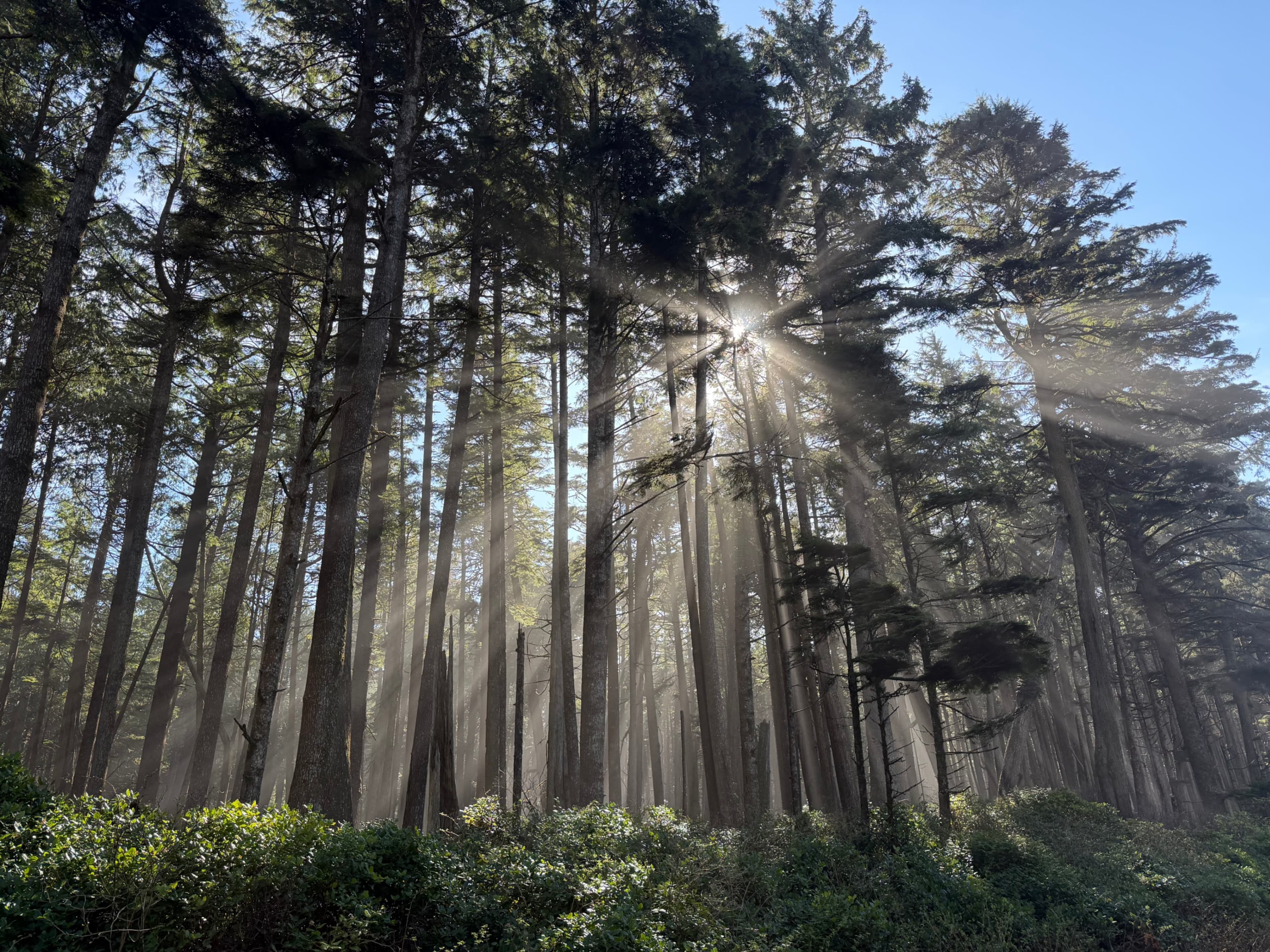 Cover image for The Space Between Intention and Impact How Stillness and Clarity Shape Intentionality