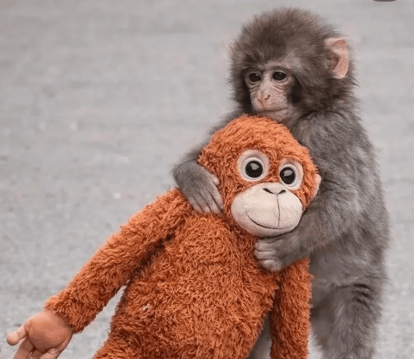 Cover image for Ethical Captivity? How Storytelling and Science Reframe Zoos for a Skeptical Public