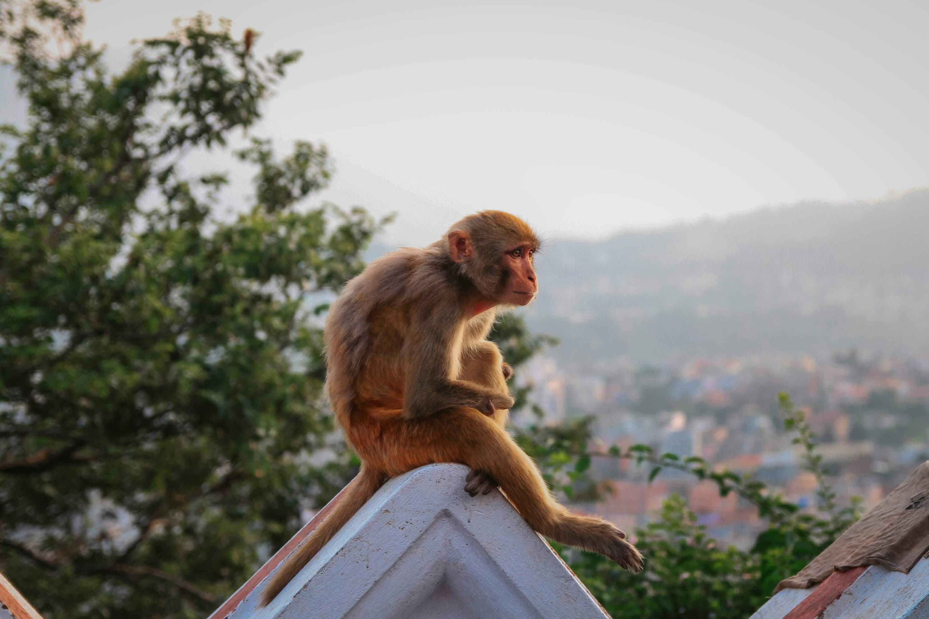 Cover image for City Meets Nature: How Denver Is Building a Home for Wildlife