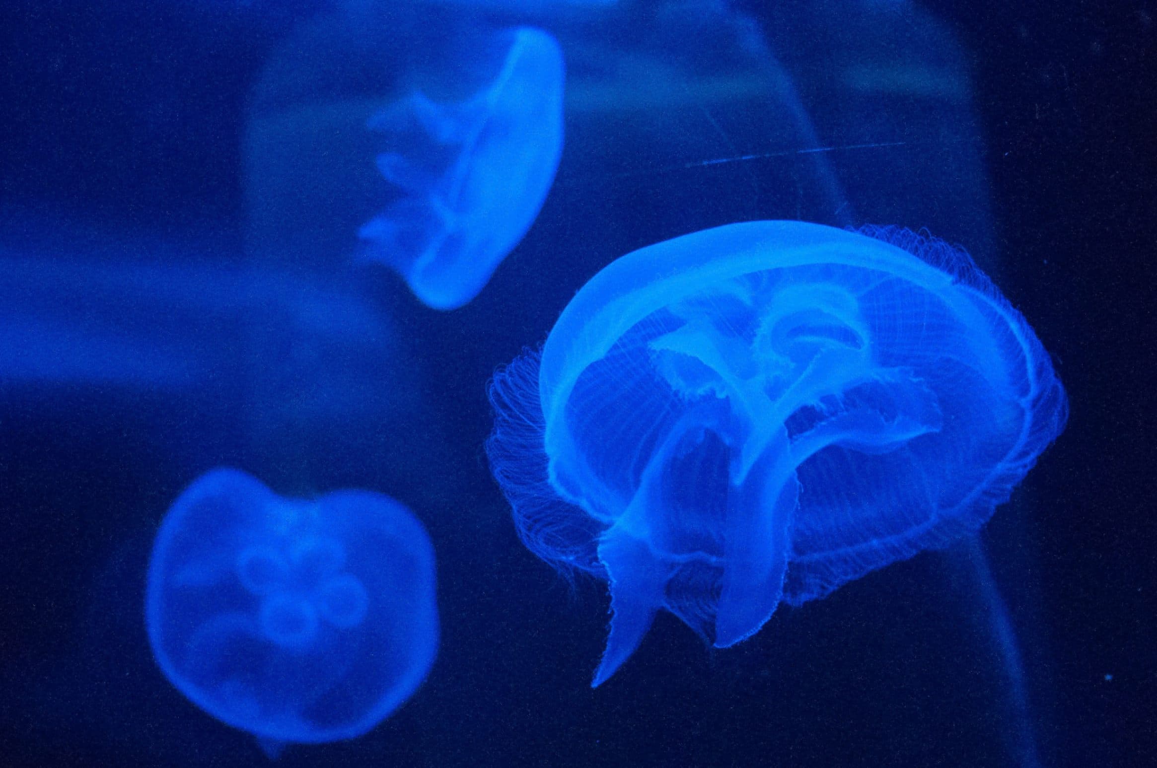 Cover image for Seizure Freedom and Its Price: Emotional Recovery After Adult Frontal Lobe Resection