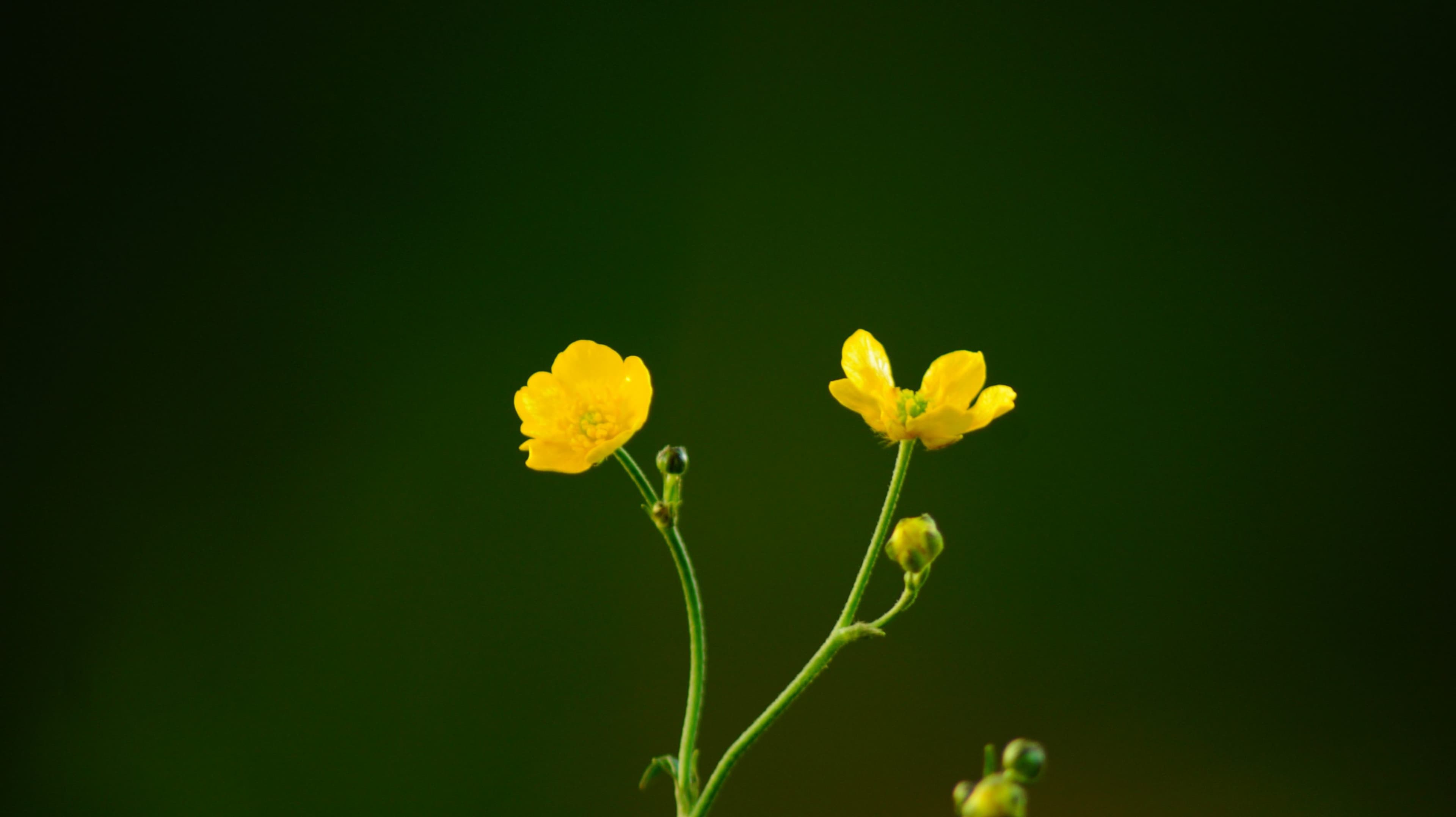Cover image for A 'Good' Crisis Leadership Approach: Embracing Setbacks as Seeds for Transformation
