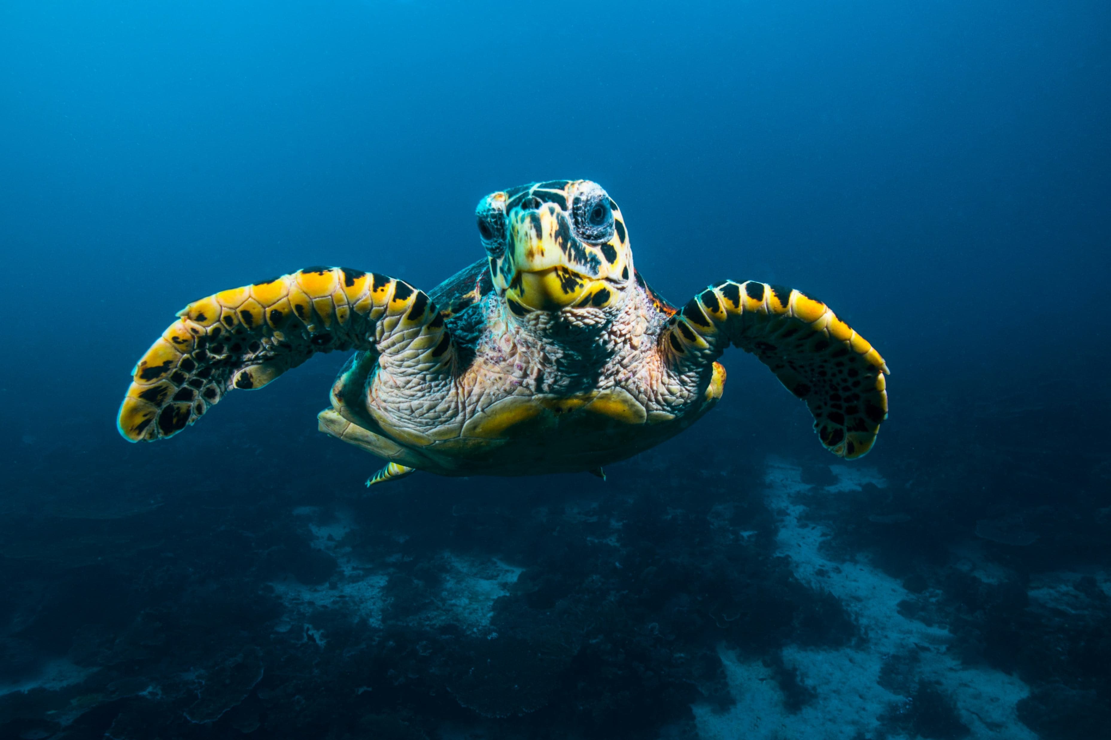 Cover image for Wildlife Conservation: Our Shared Responsibility for a Living Planet