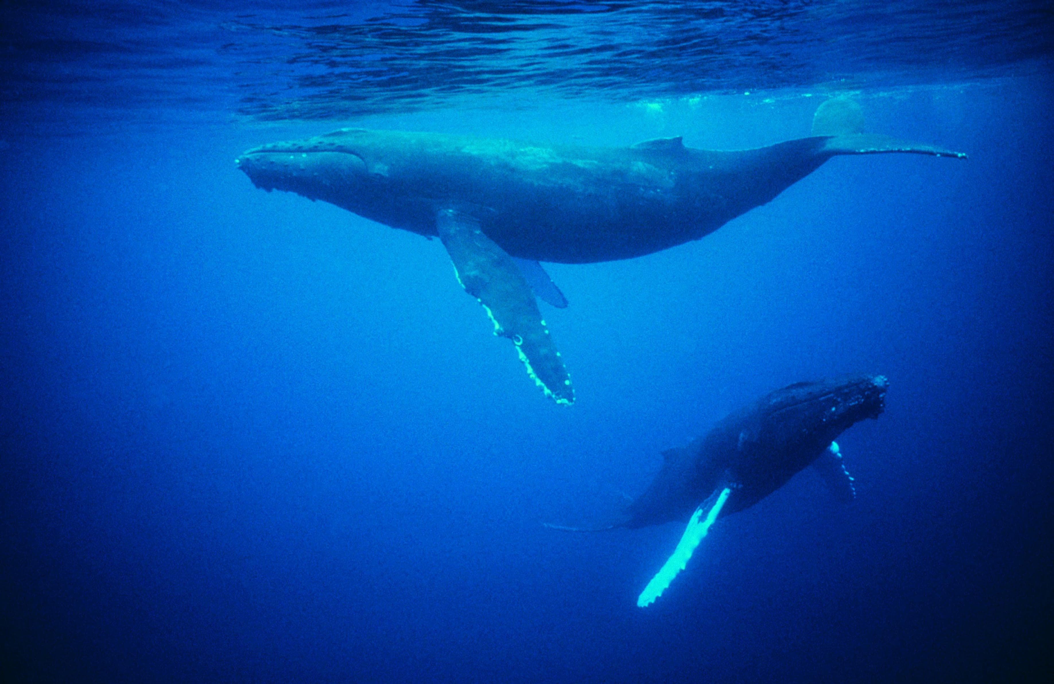 Cover image for Whales, Wisdom, and the Waterfront: How Conservation Education Inspires Stewardship