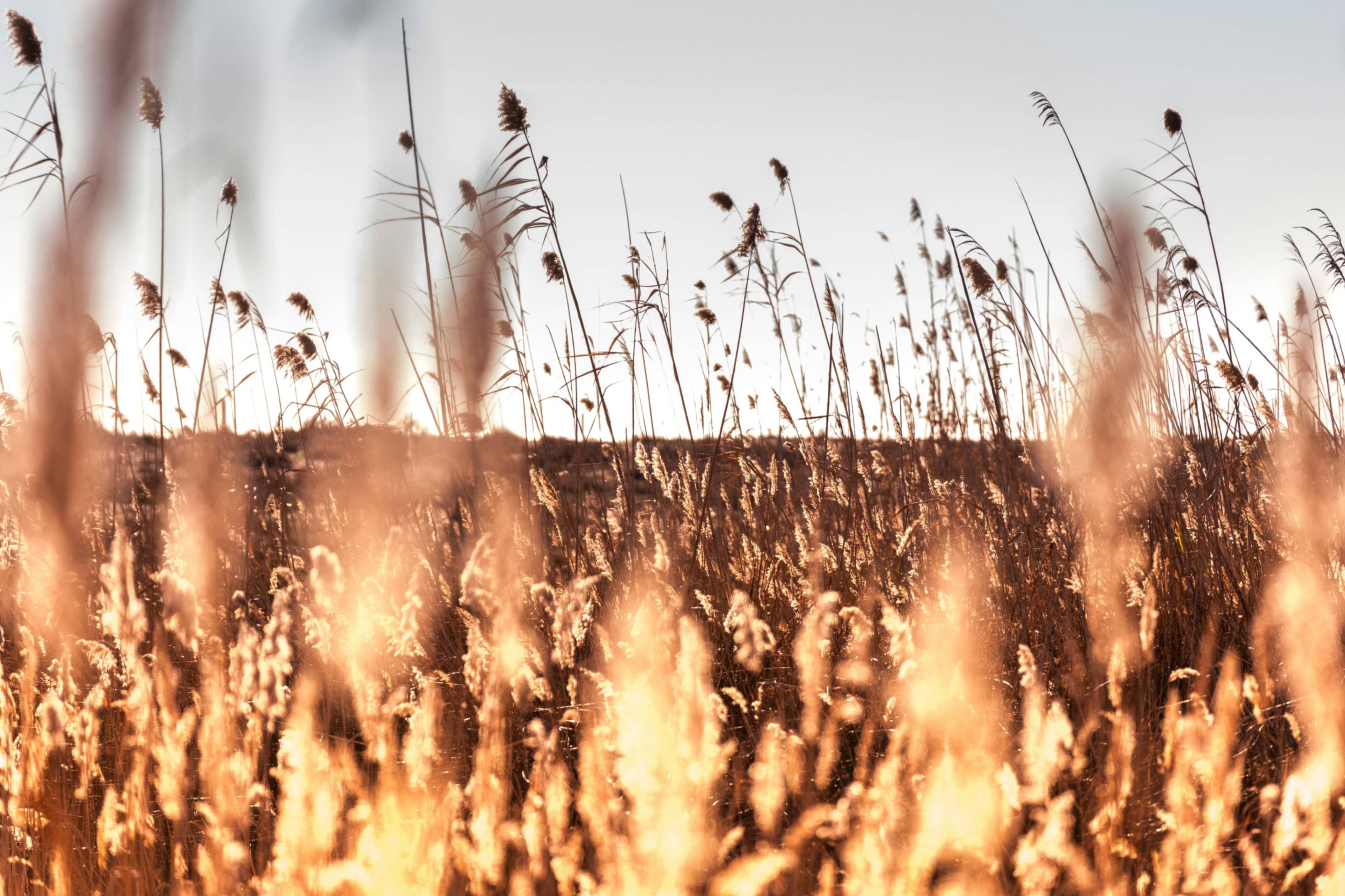 Cover image for Regenerative Agriculture: The Secret Weapon Against Climate Change