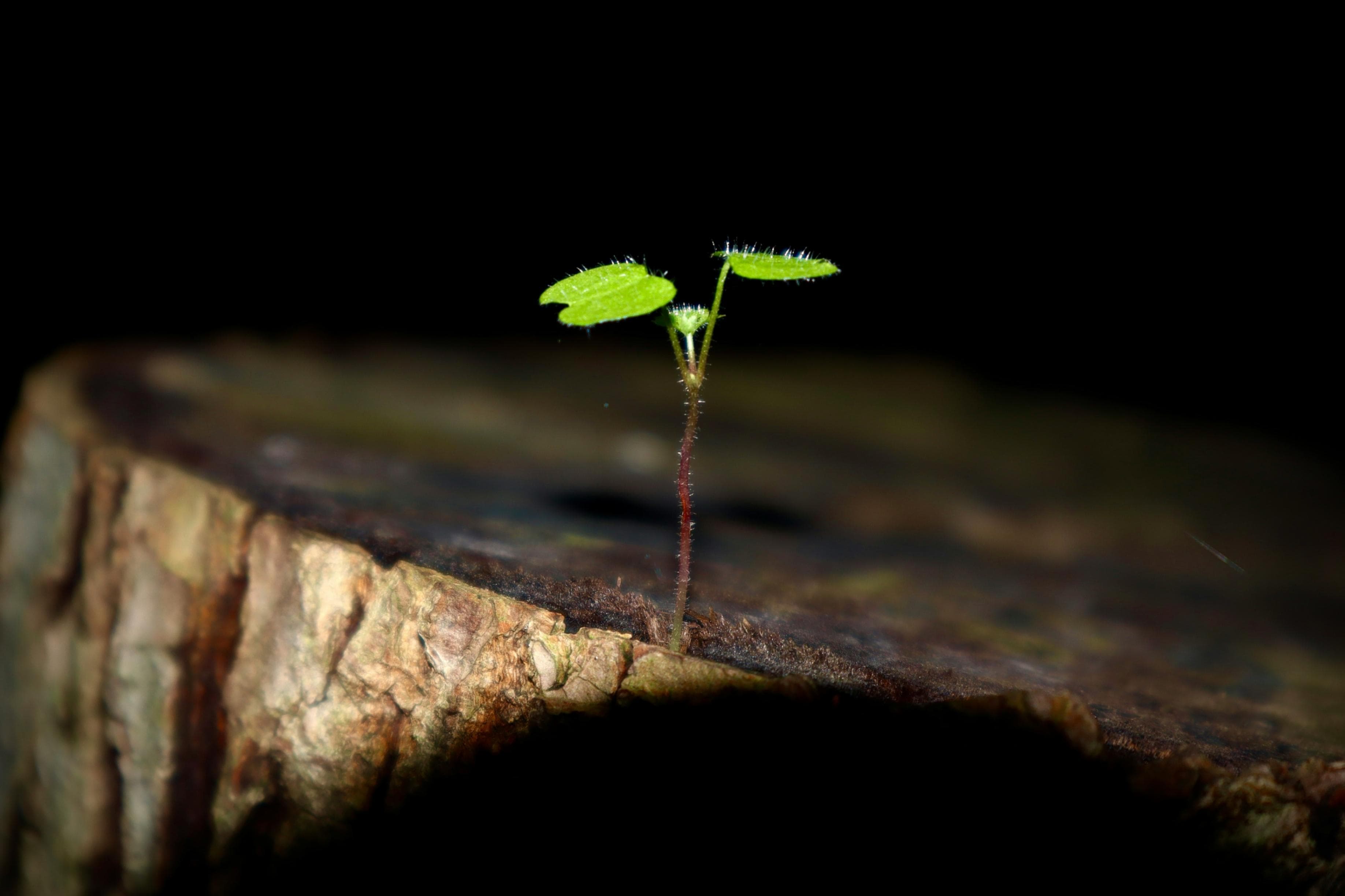 Cover image for The Power of Small Wins: Building Momentum in City Leadership