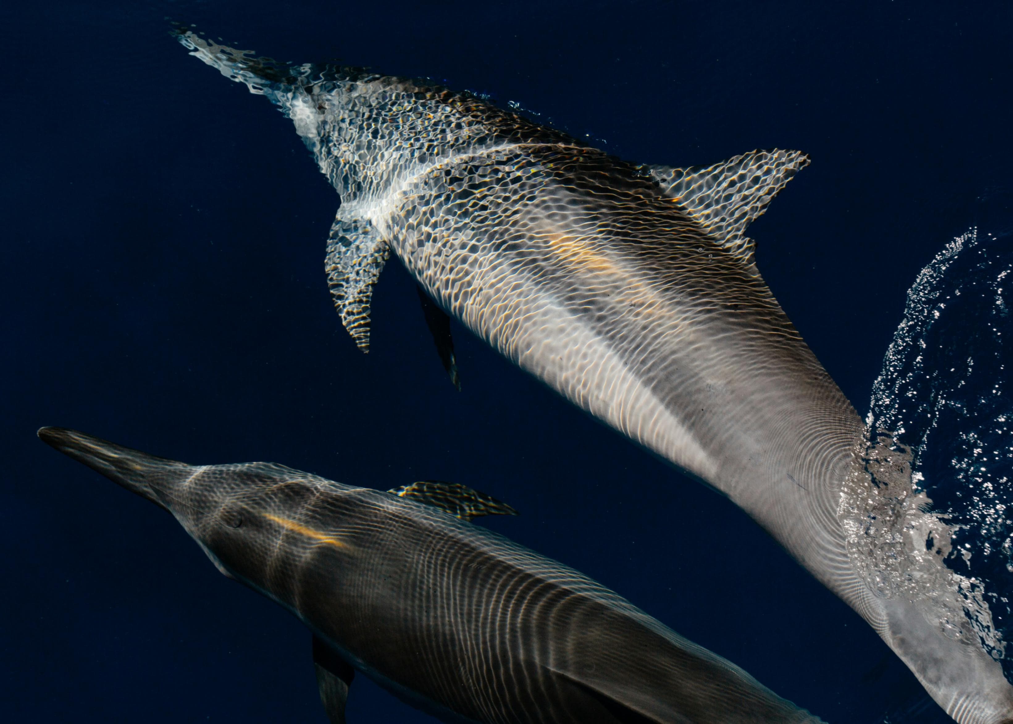 Cover image for Echoes in an Empty Ocean: The Fight to Preserve the Arctic’s Unicorn