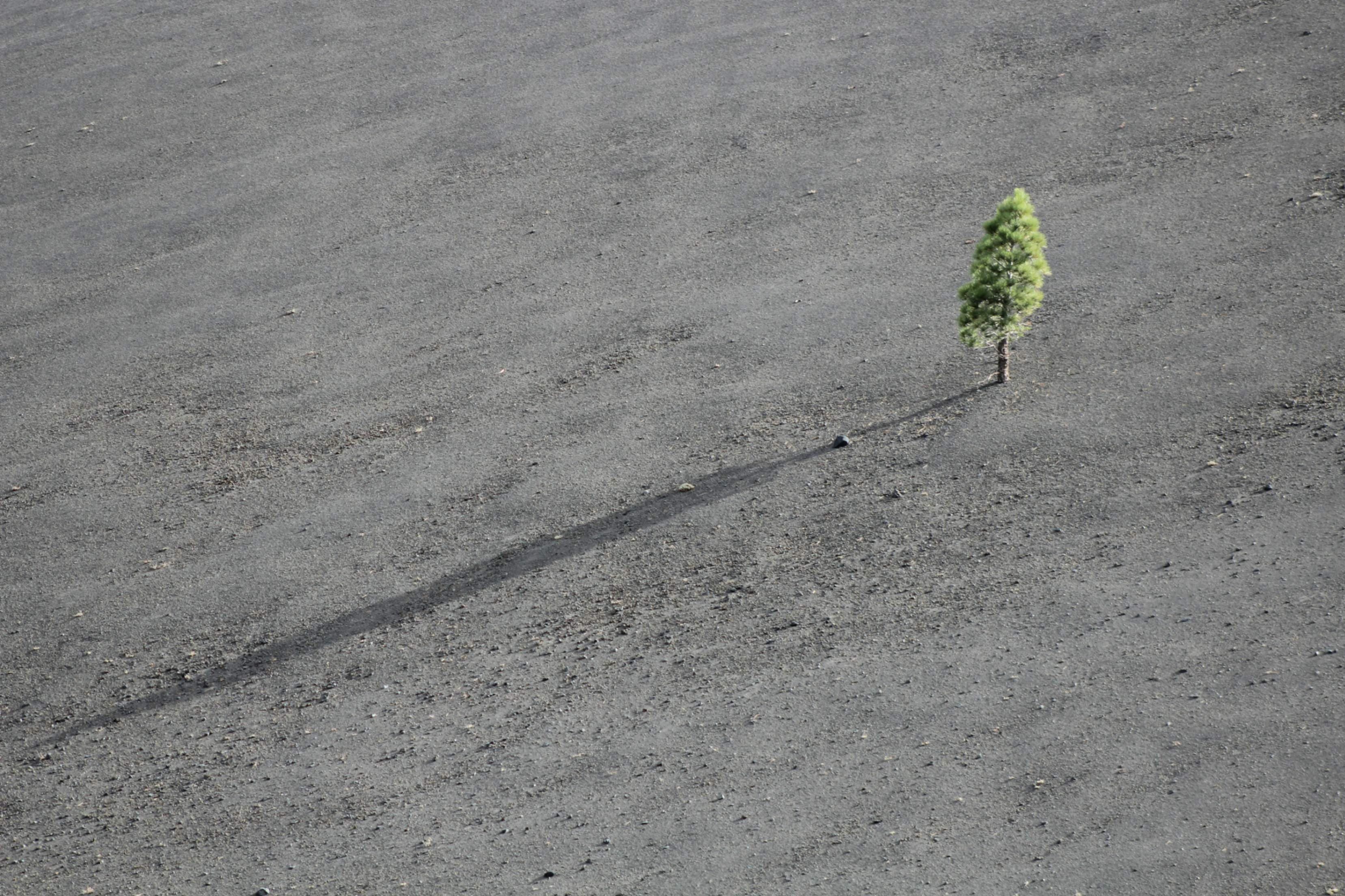 Cover image for The Rock and the Readying: How Two Decades of Heartbreak Prepared Me for One Moment