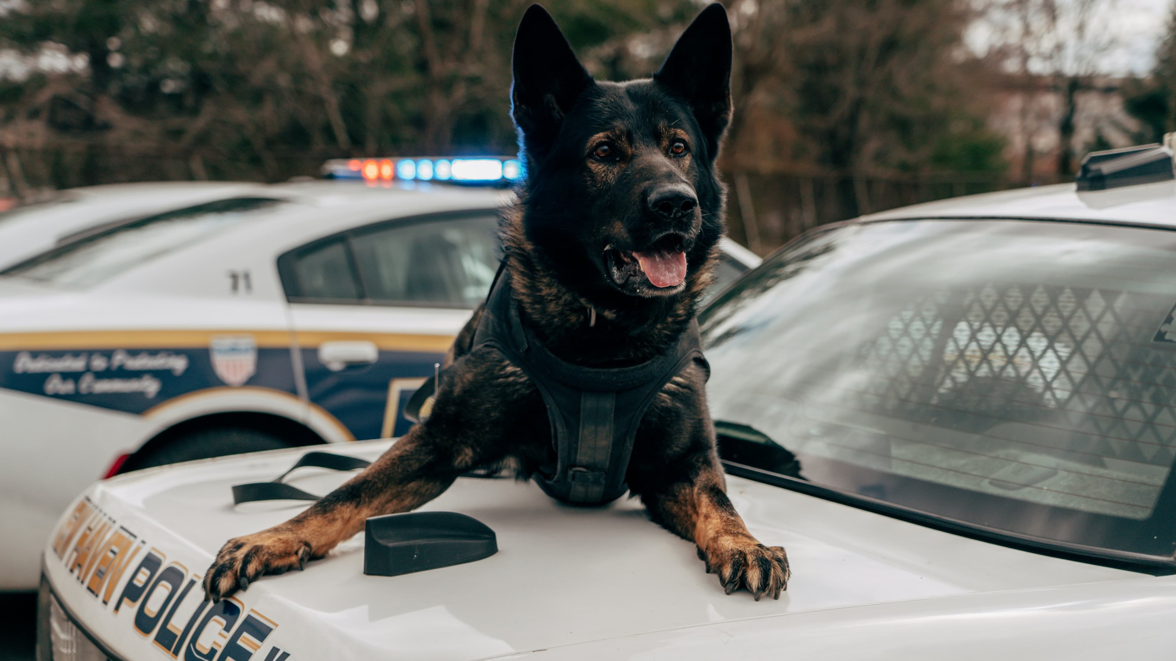 Cover image for Paws on the Front Line: How Therapy K9s Are Transforming Officer Mental Health