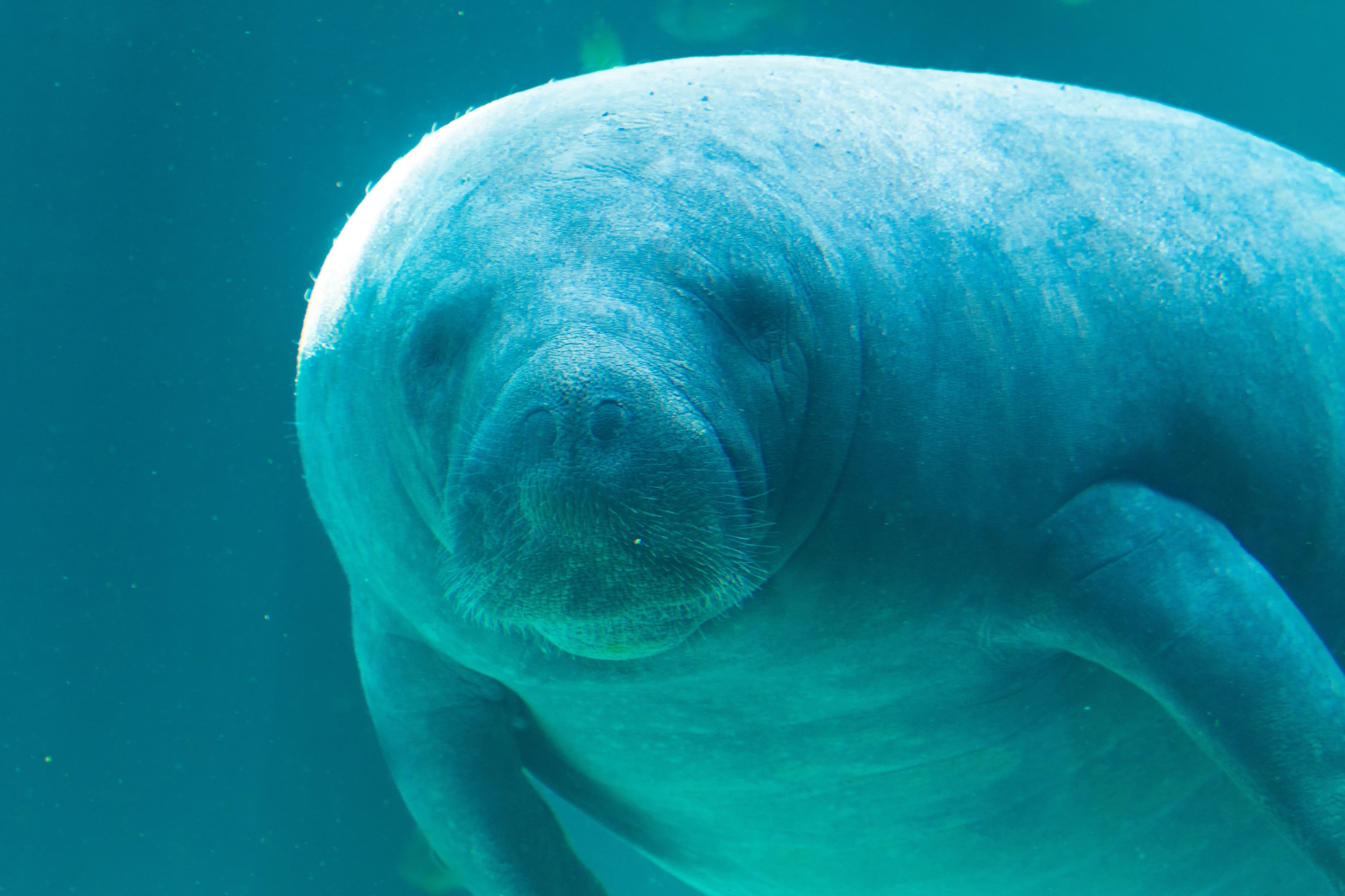 Cover image for Zoning for a Species on the Edge: How Local Planning Can Make or Break Manatee Survival