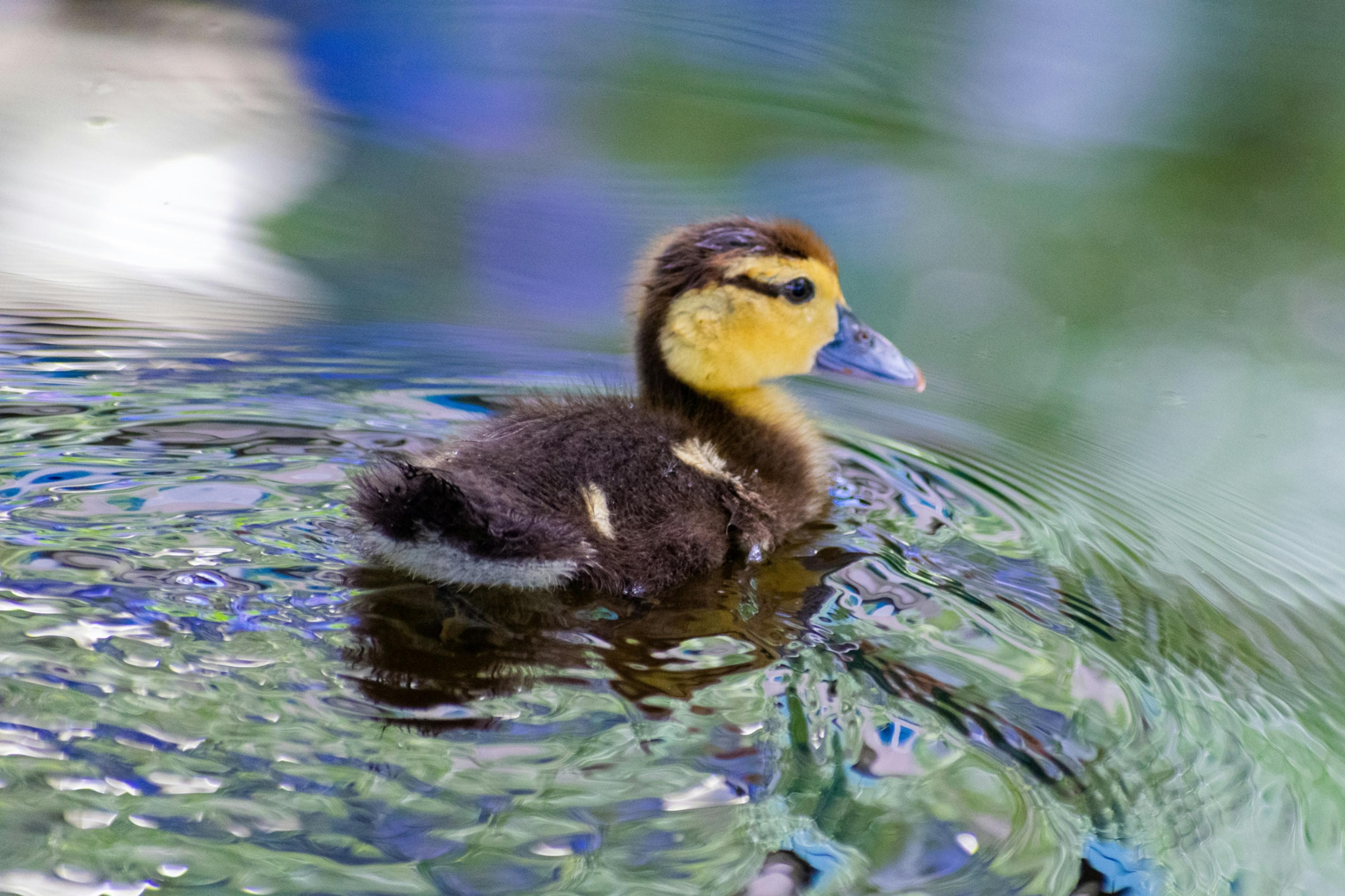 Cover image for Sometimes You Just Have to say "Duck It"