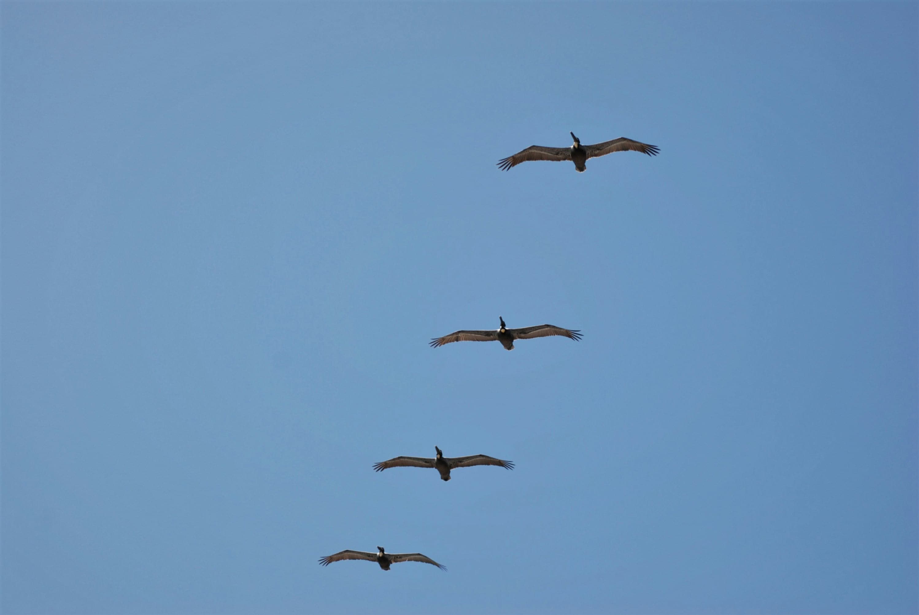 Cover image for Transformational, Situational, and Everything Between: Why One-Size Leadership Fails in Government