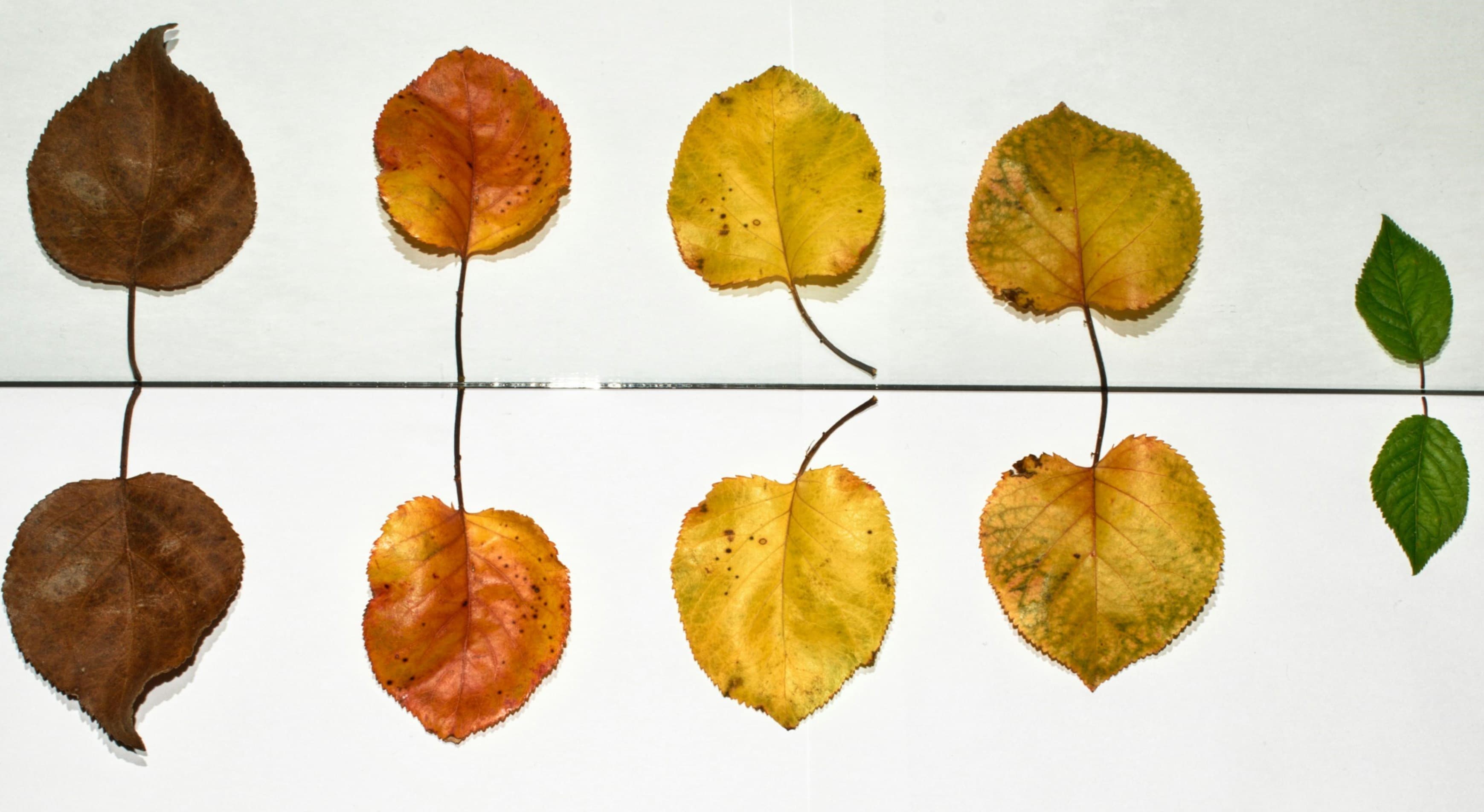 Cover image for The Seasons of Organizational Life: A Reflection on Growth, Decline, and Renewal