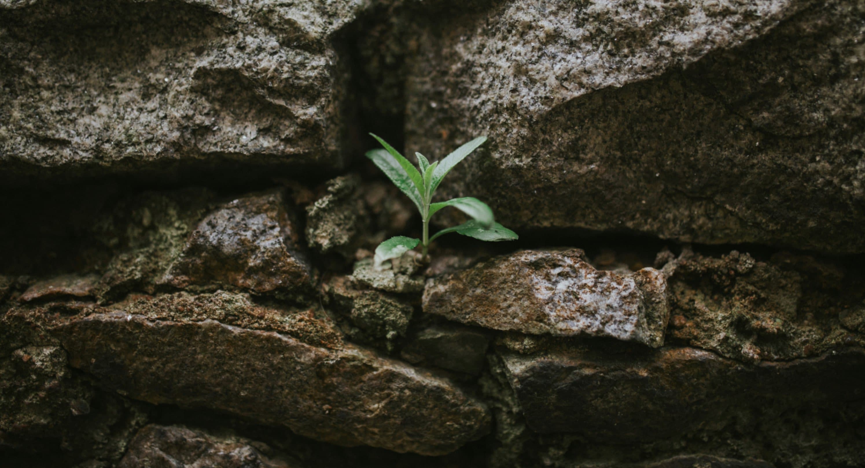 Cover image for You Will Get It Wrong: Why the Best Chiefs Learn Faster from Failure